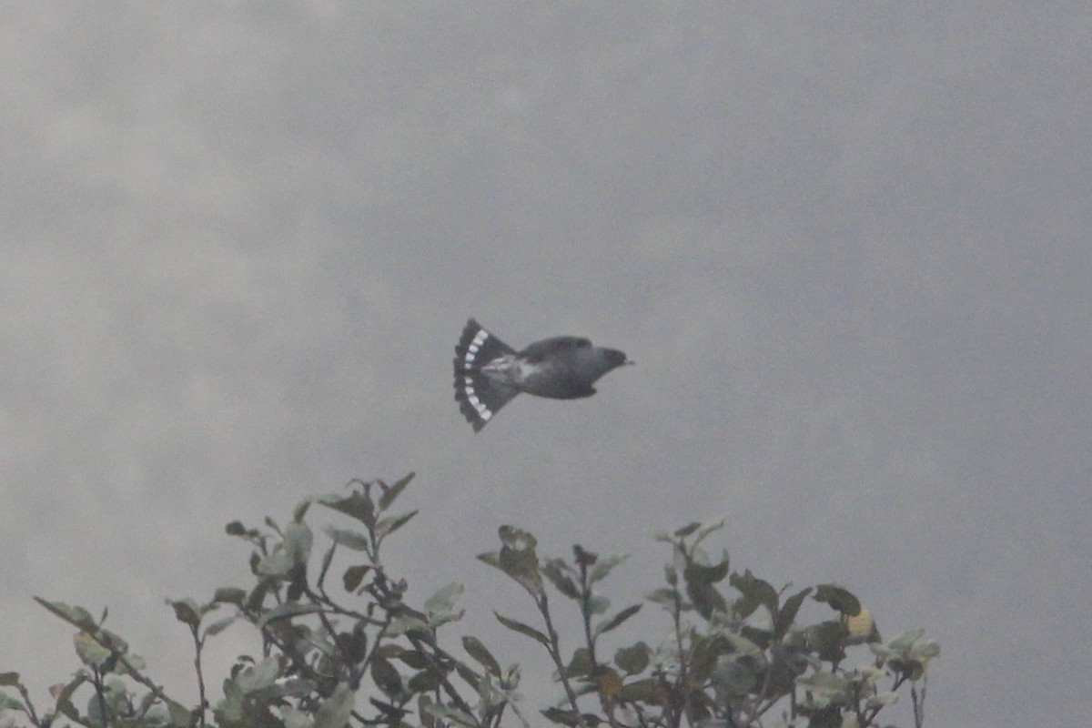 Cotinga Crestirrojo - ML271681991