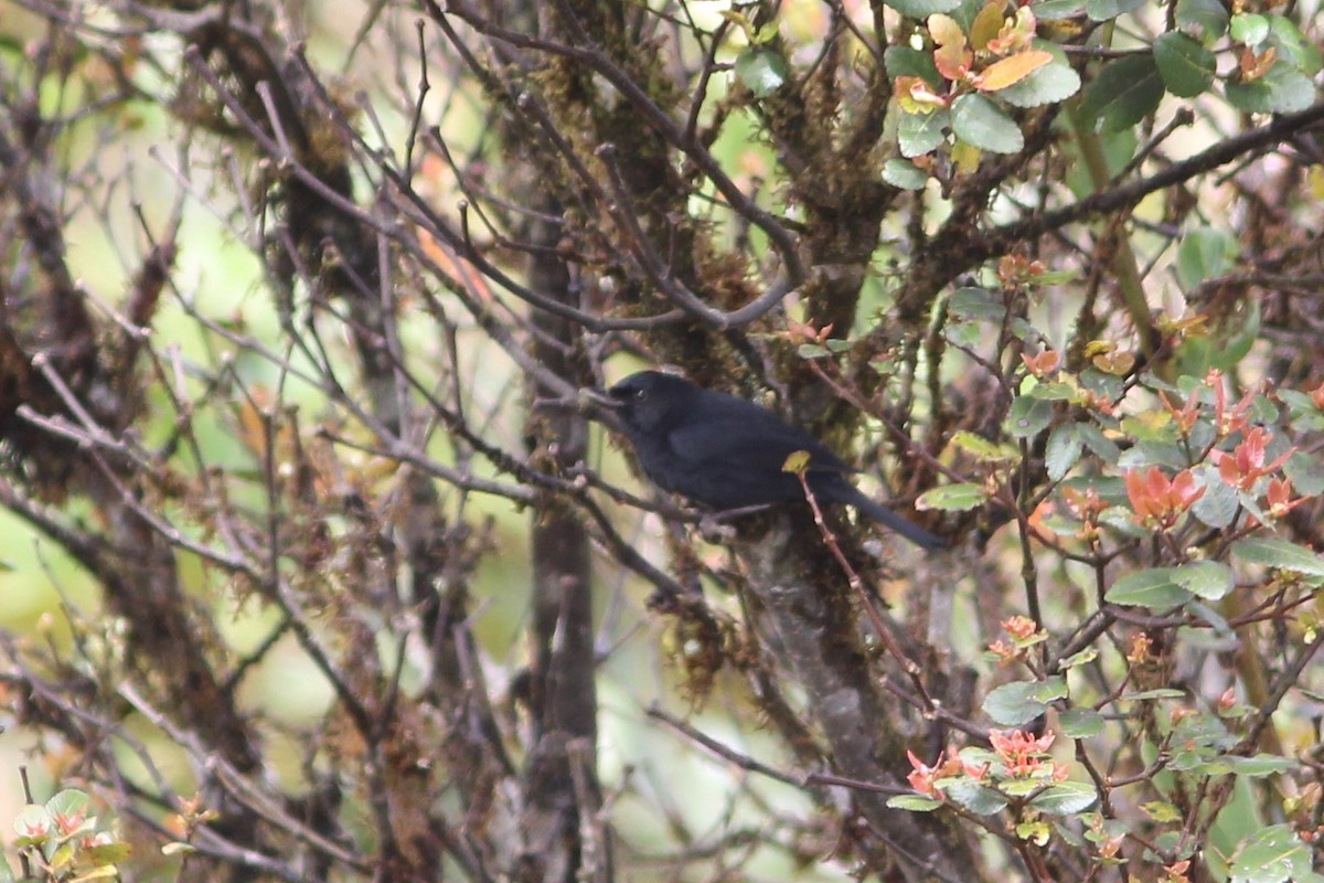 Black Flowerpiercer - ML271682091