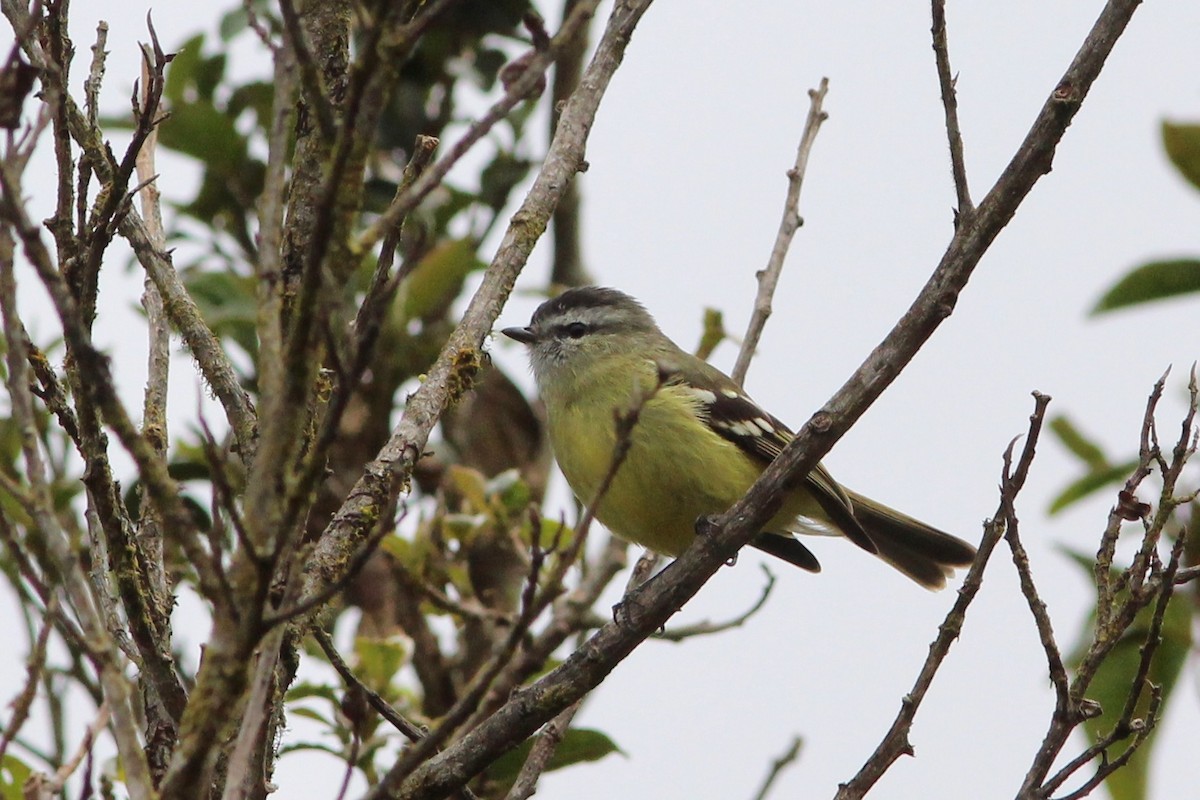 Black-capped Tyrannulet - Oscar Johnson