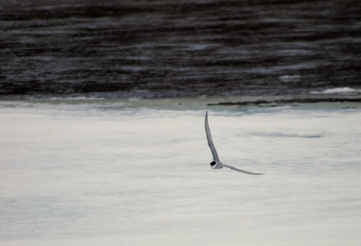 Arctic Tern - angel Vela laina