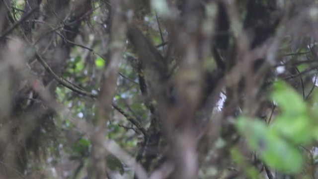 Lambayeque Tapaculo (undescribed form) - ML271682761