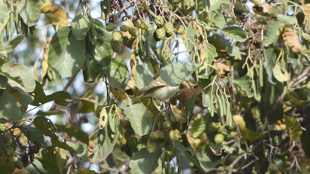 Yellow-browed Warbler - ML271682781