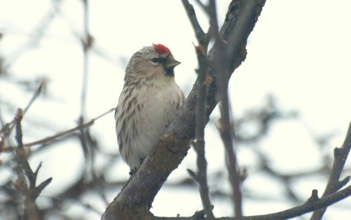 Hoary Redpoll - angel Vela laina