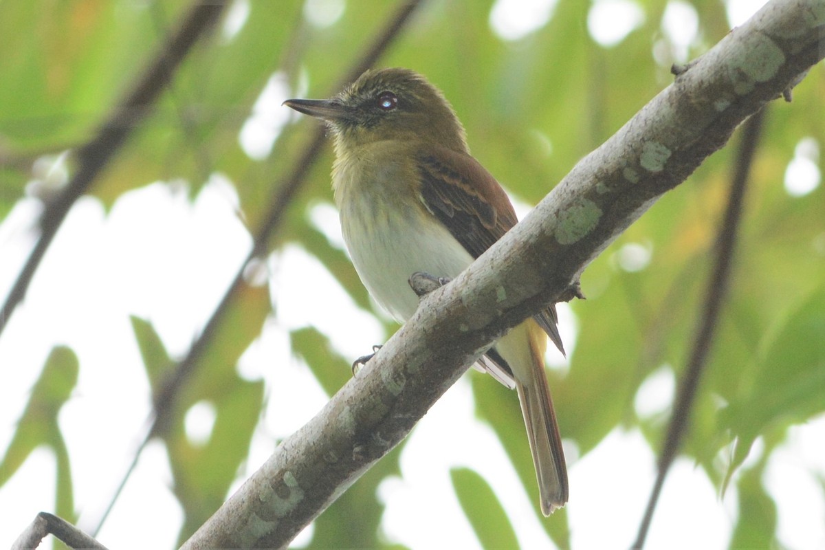 Bright-rumped Attila - ML27168481