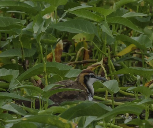Pheasant-tailed Jacana - ML271684981