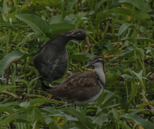 Pheasant-tailed Jacana - ML271685061