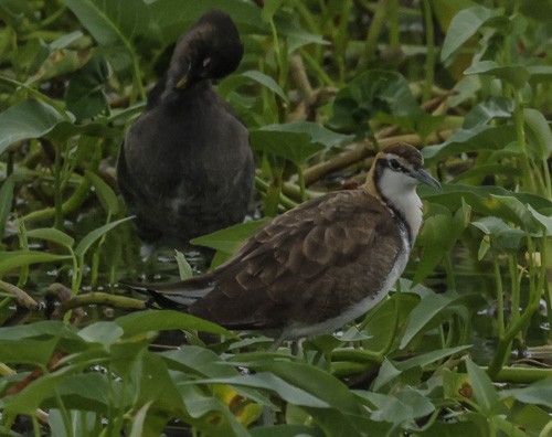 Pheasant-tailed Jacana - ML271685151
