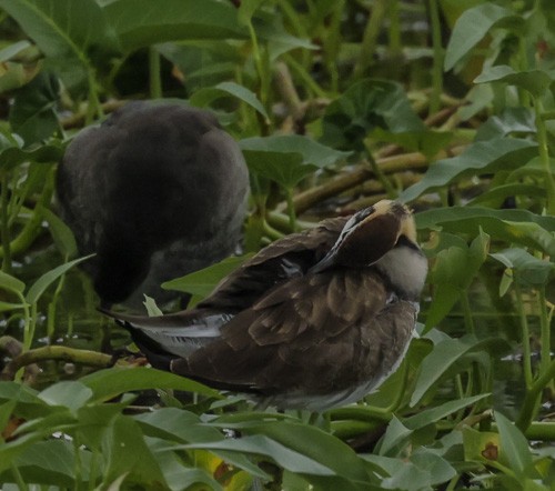 Pheasant-tailed Jacana - ML271685181