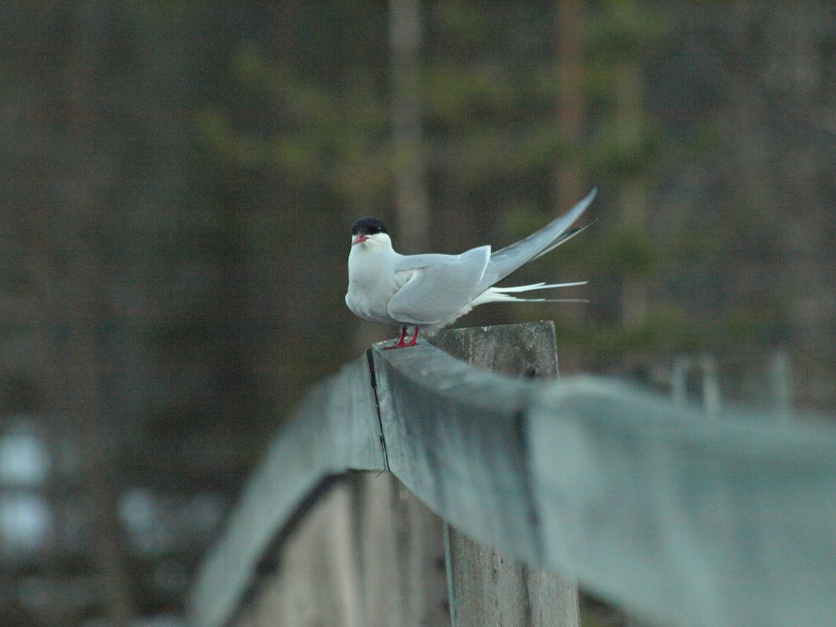 Arctic Tern - ML271685281