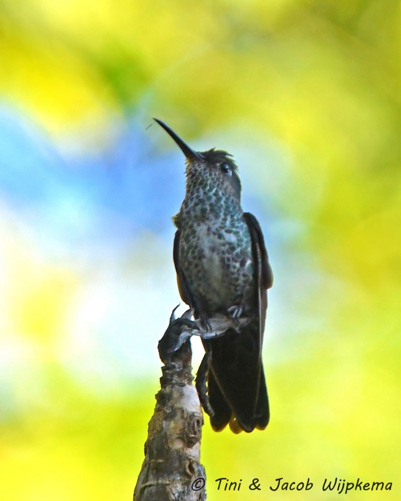 Many-spotted Hummingbird - Tini & Jacob Wijpkema