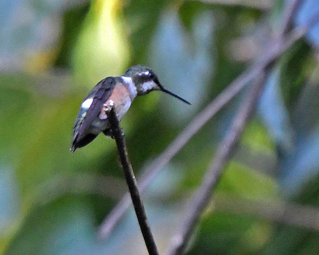 Colibri améthyste - ML271689141