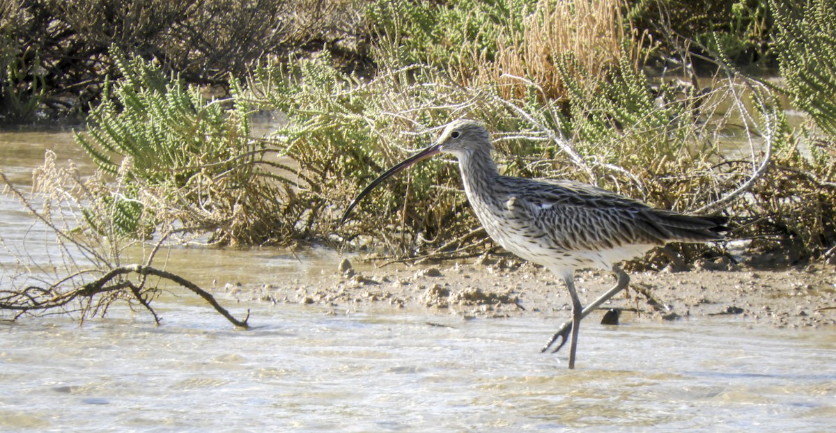 Eurasian Curlew - Georgina Cole