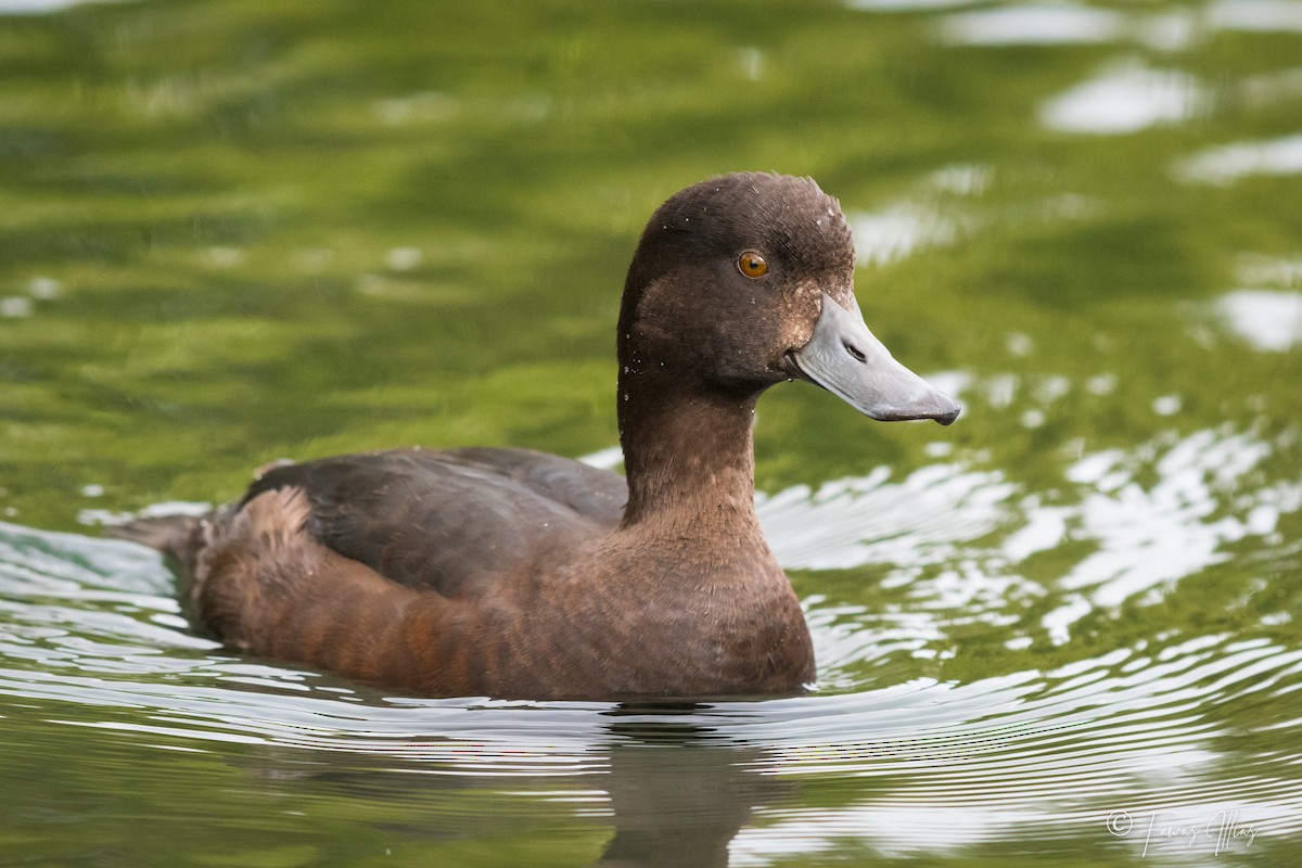 New Zealand Scaup - ML271689601