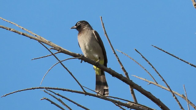 White-spectacled Bulbul - ML271690271