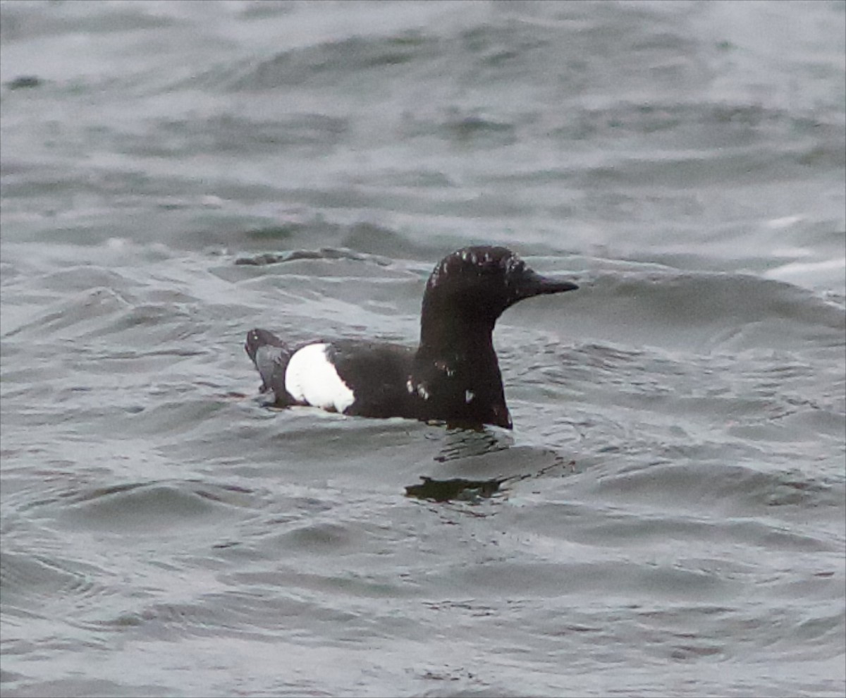 Black Guillemot - ML27169111