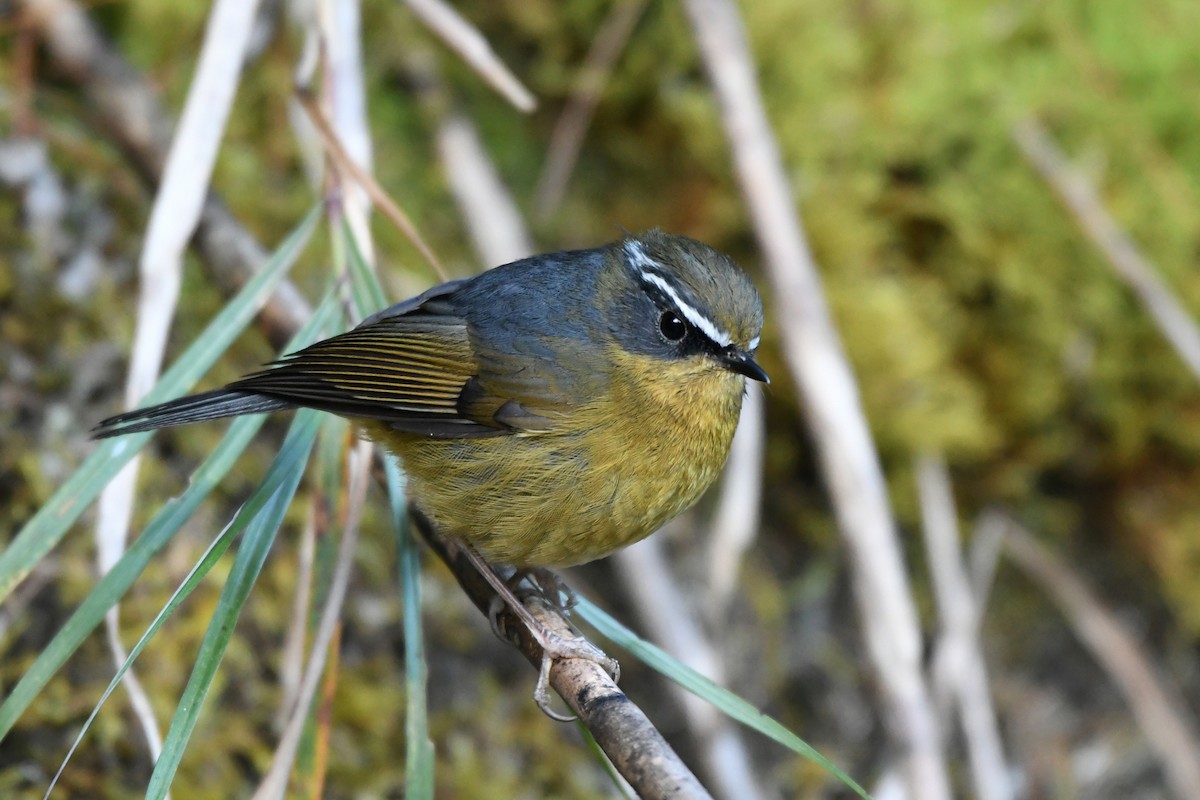 Taiwan Bush-Robin - Paul Shaffner