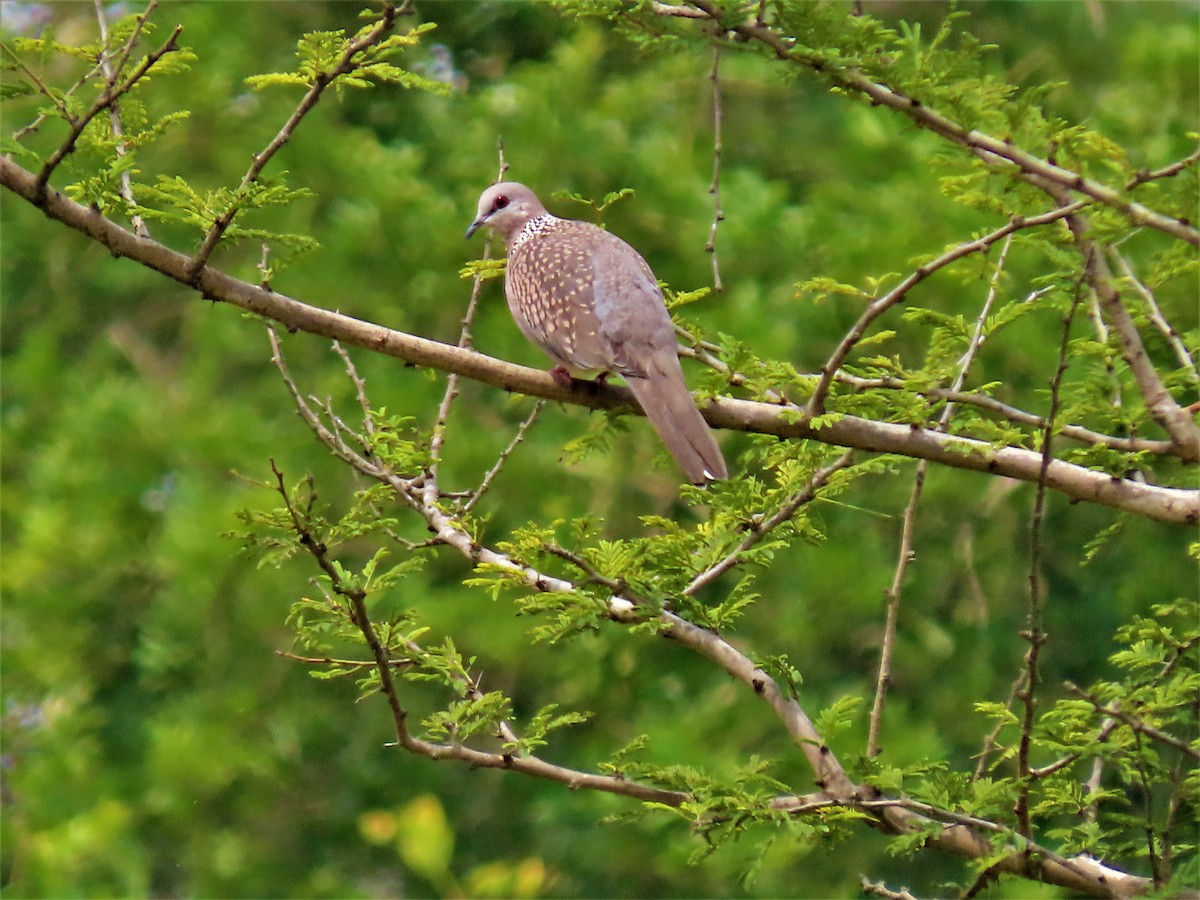 Spotted Dove - ML271693261