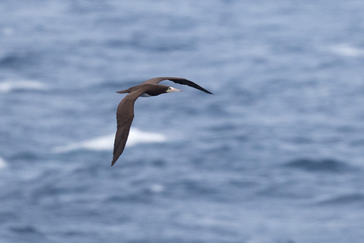 Brown Booby (Brewster's) - ML271693951