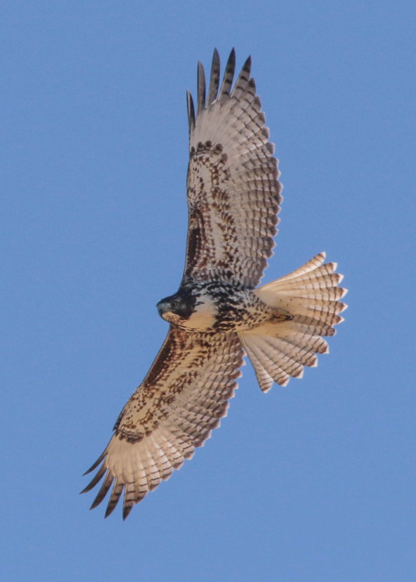 Red-tailed Hawk - Paul Salaman