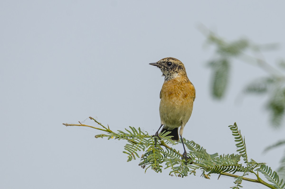 Siberian Stonechat (Siberian) - ML271696571