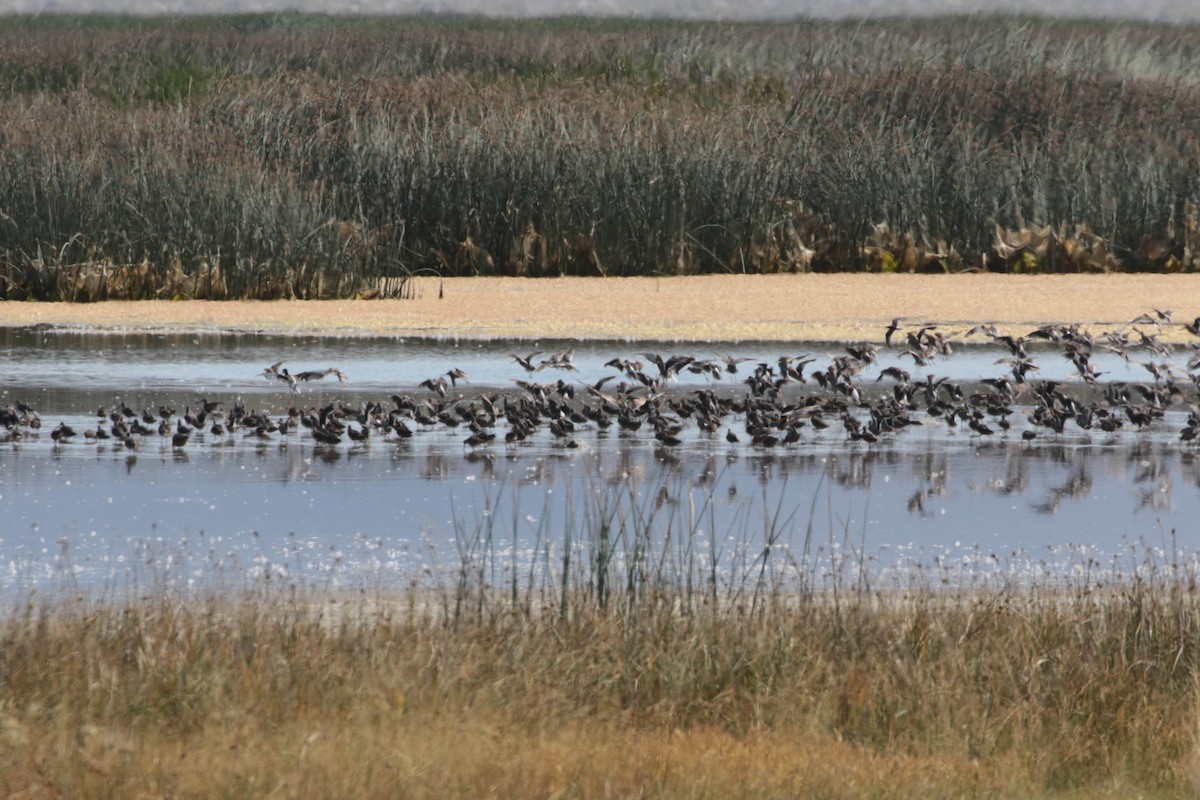 langnebbekkasinsnipe - ML271696851