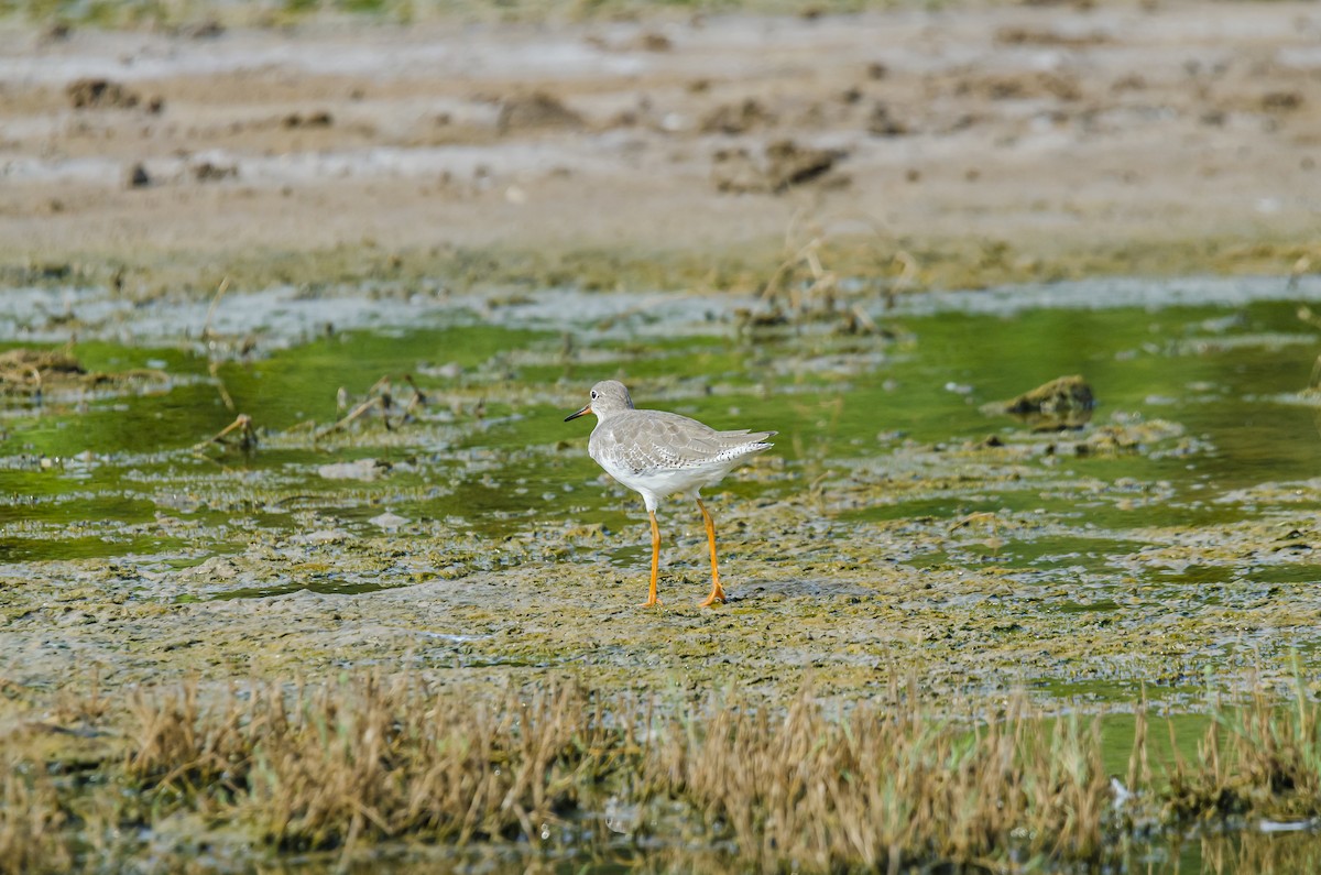 Common Redshank - Ayaz Mansuri