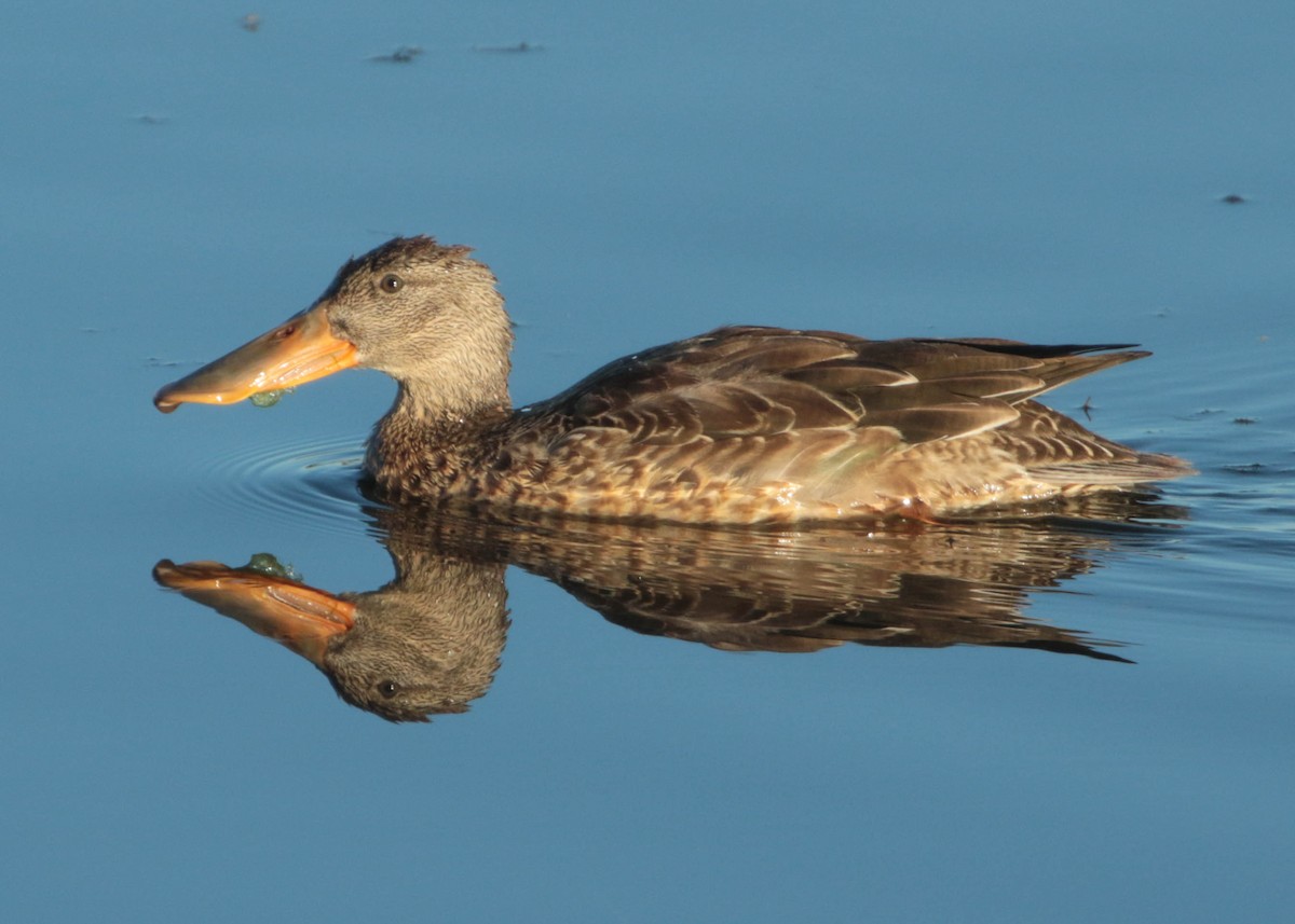 Northern Shoveler - ML271700731