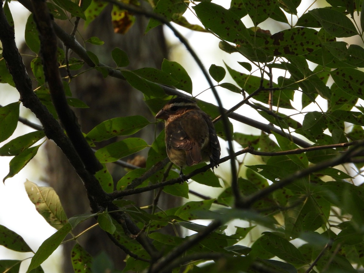 Rose-breasted Grosbeak - ML271700891