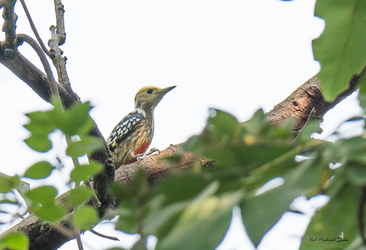 Yellow-crowned Woodpecker - Ved Prakash