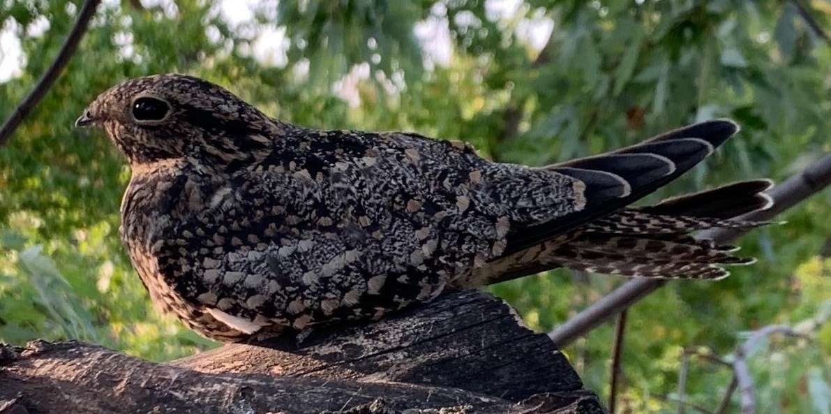 Common Nighthawk - ML271702871