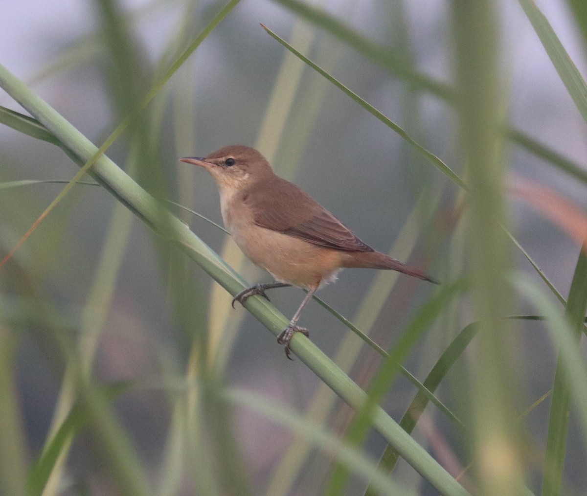 Blyth's Reed Warbler - ML271705371