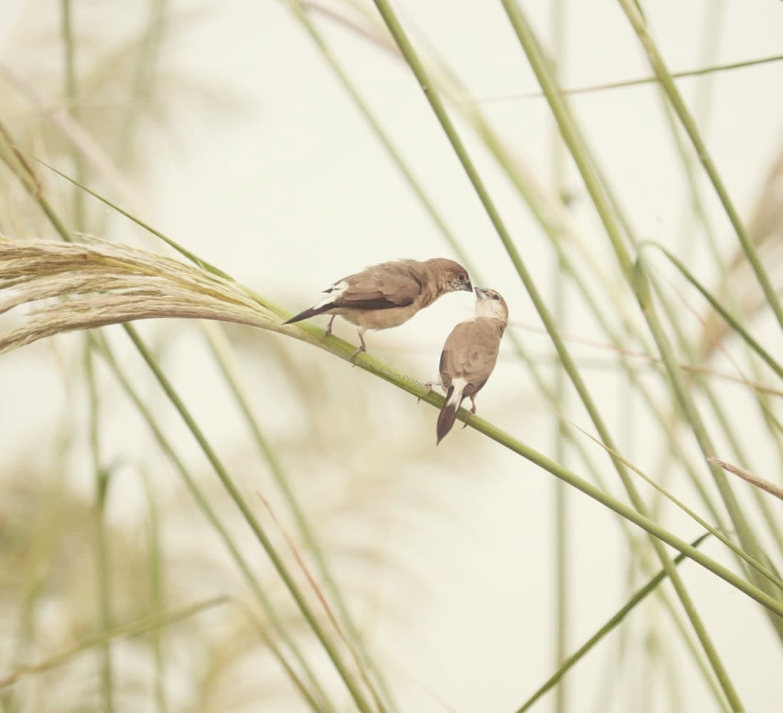 Indian Silverbill - Dr K P  Singh