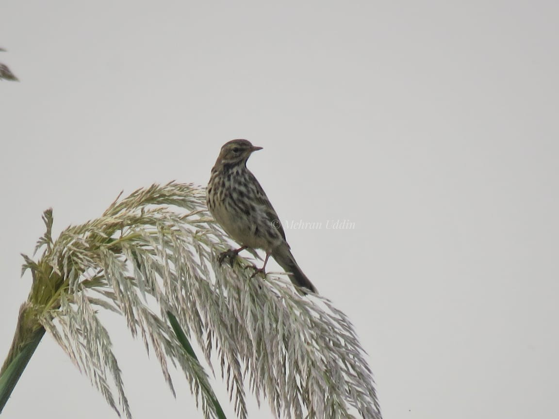 Tree Pipit - ML271706001