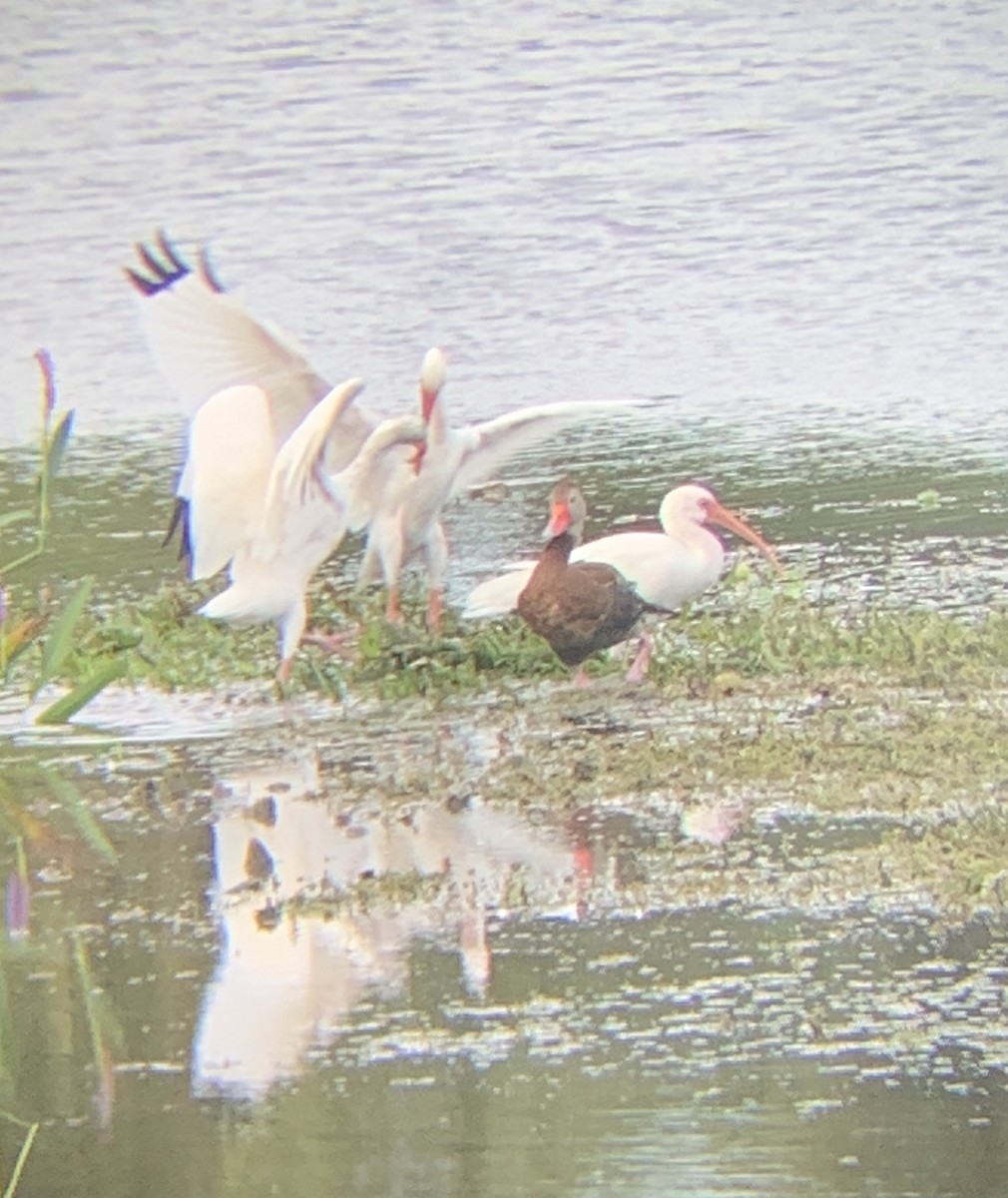 Dendrocygne à ventre noir - ML271707281