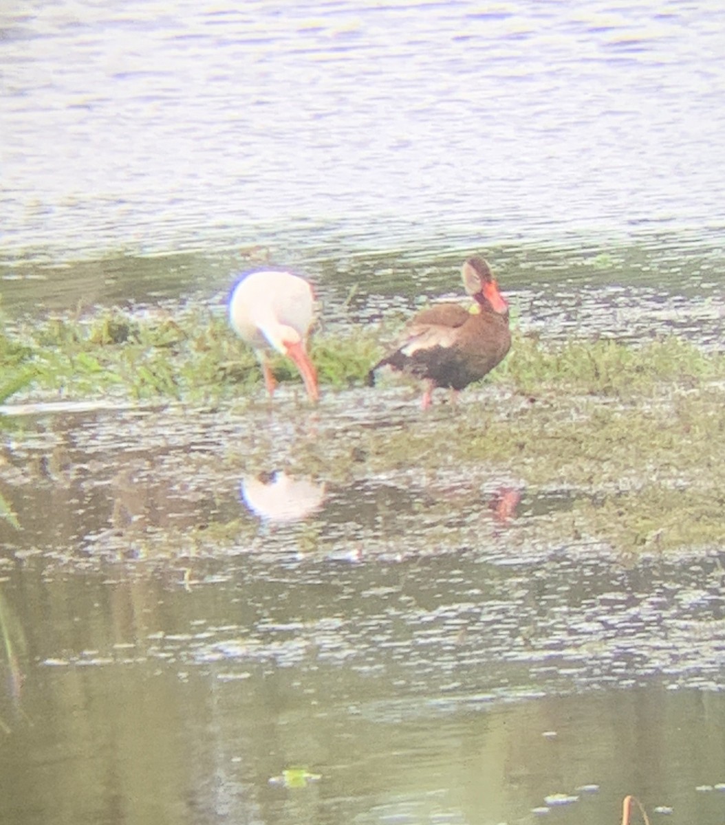 Black-bellied Whistling-Duck - Aaron Holschbach