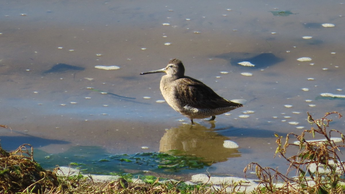 Long-billed Dowitcher - ML271708571