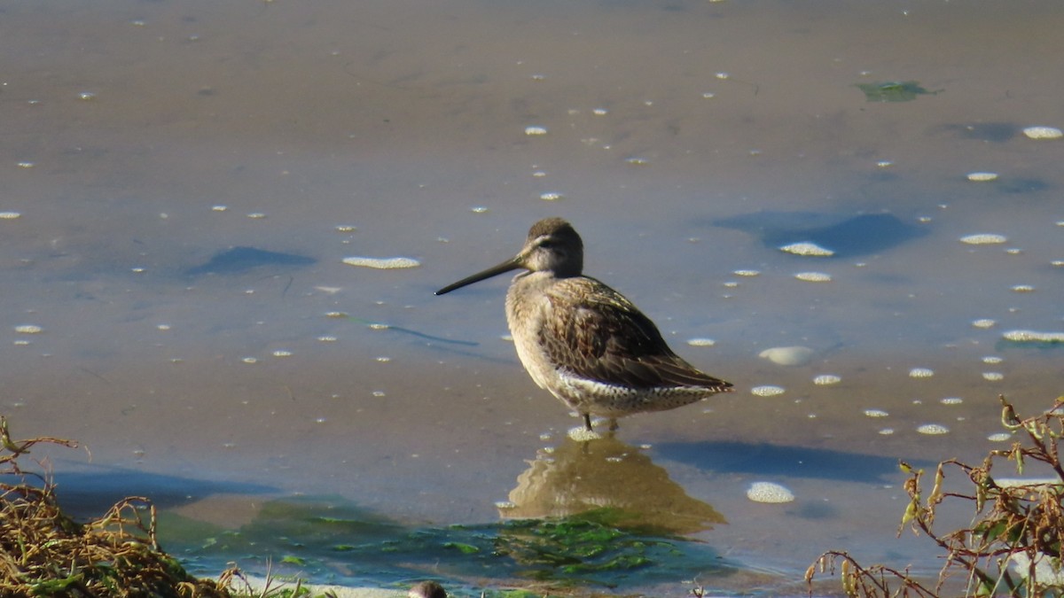 Long-billed Dowitcher - ML271708581