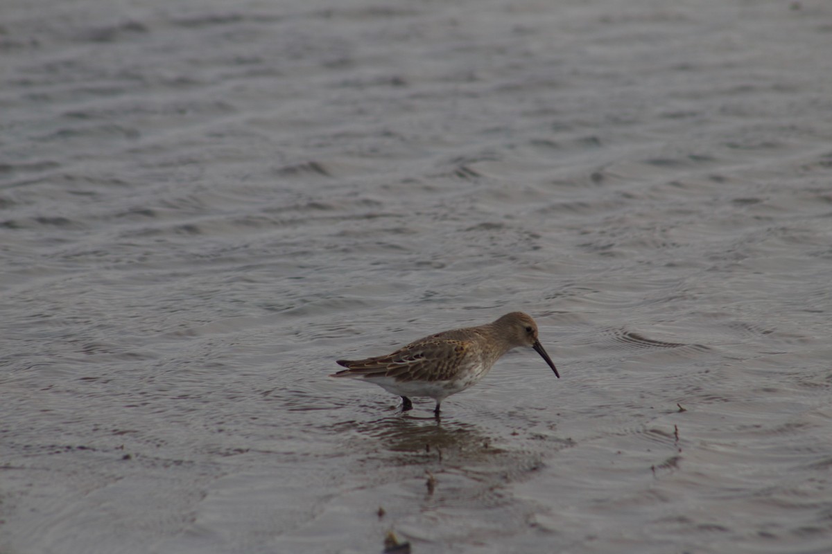 Dunlin - ML271709461