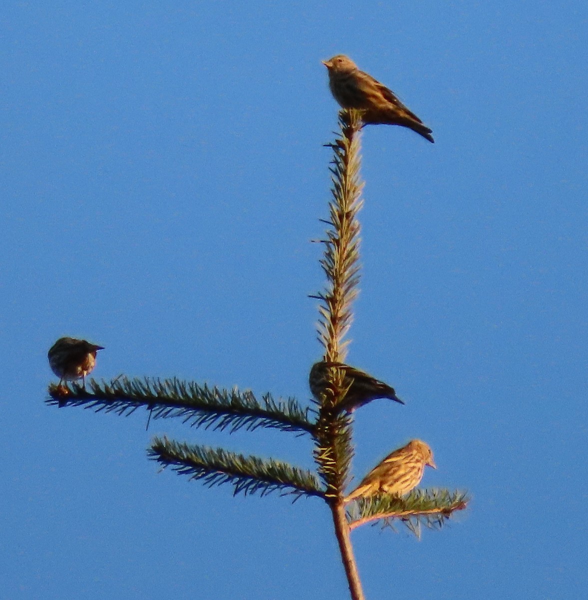 Pine Siskin - ML271710431