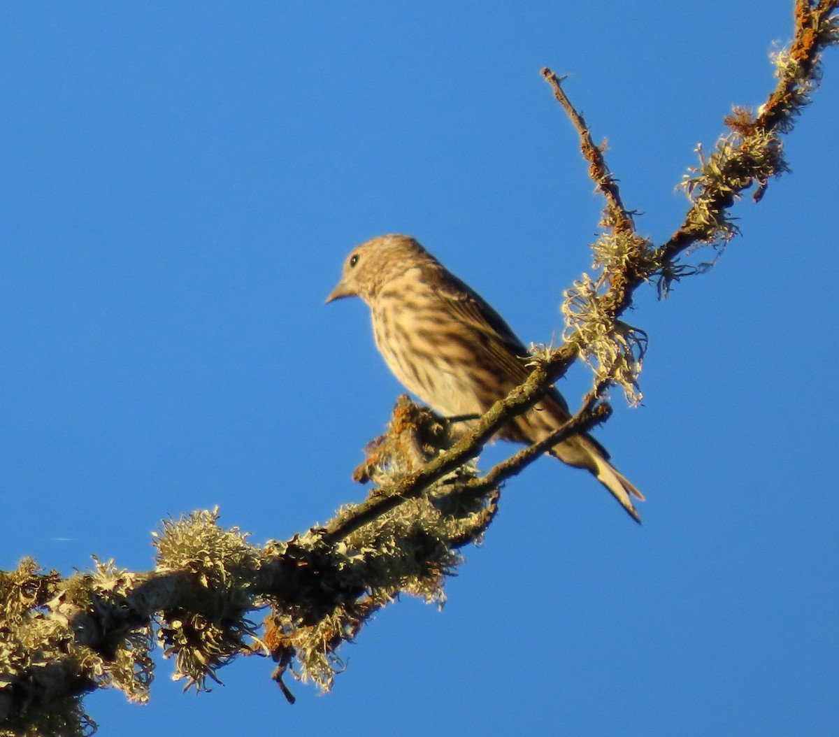 Pine Siskin - ML271710681