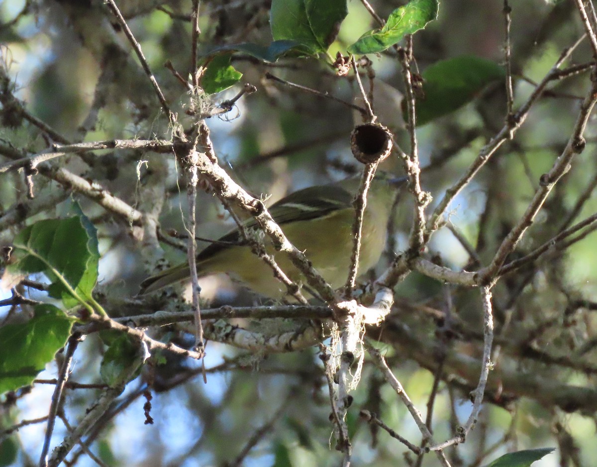 Hutton's Vireo - ML271711241