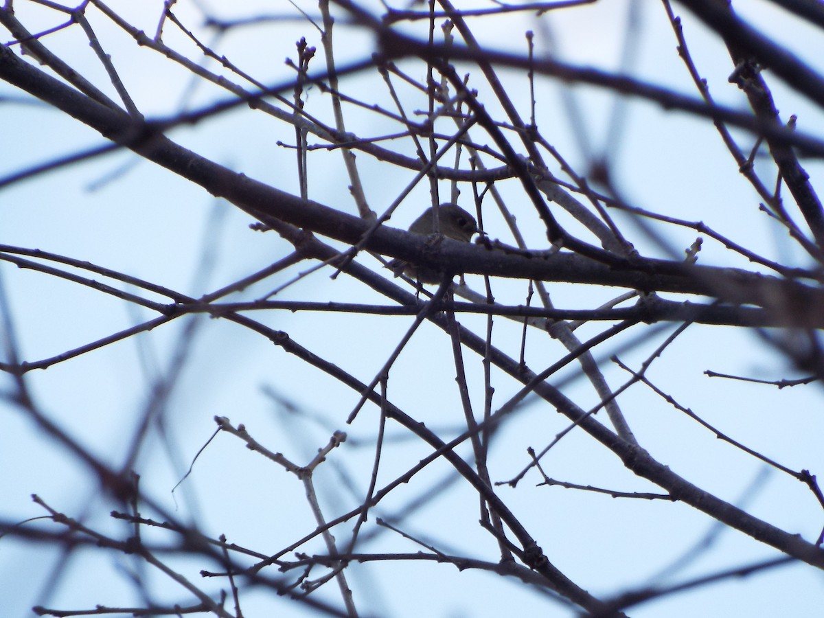 Ruby-crowned Kinglet - ML27171181