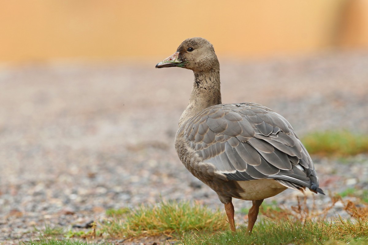 Greater White-fronted Goose - ML271713661