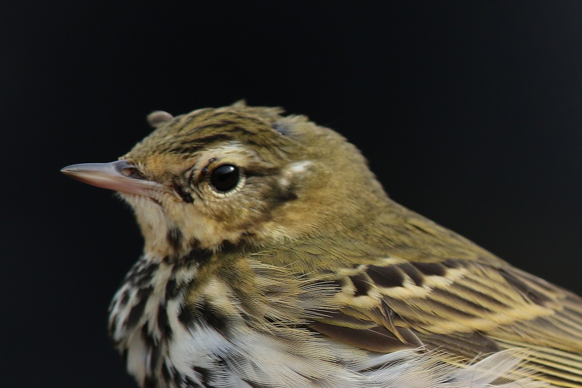 Olive-backed Pipit - Volker Hesse