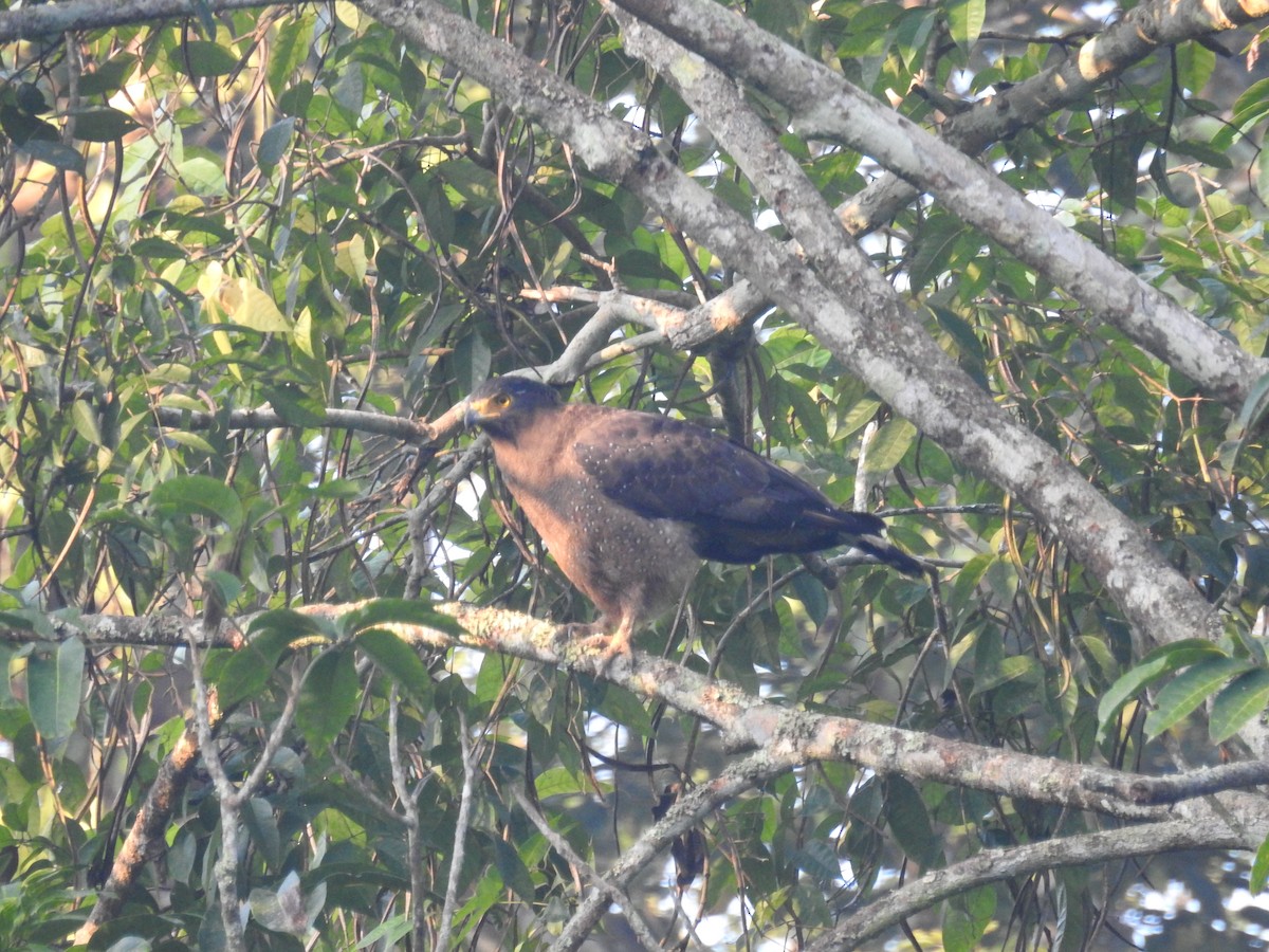 Crested Serpent-Eagle - ML271715451