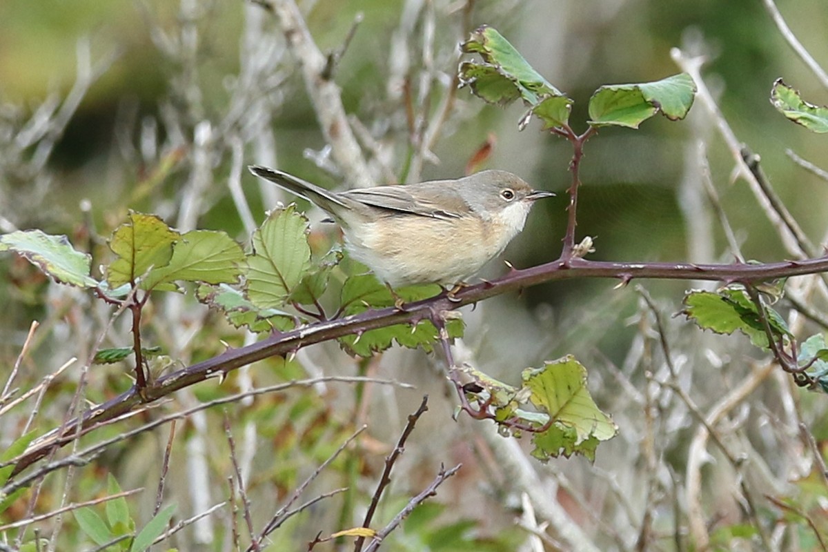 Western Subalpine Warbler - ML271715601