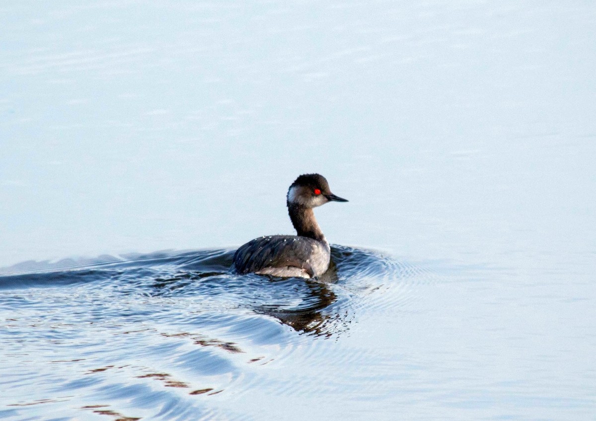 Eared Grebe - ML271715751