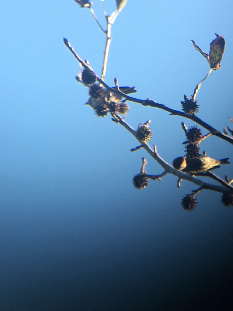 Pine Siskin - ML271717511