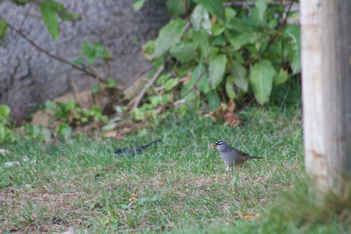 White-crowned Sparrow - Jacob Lague