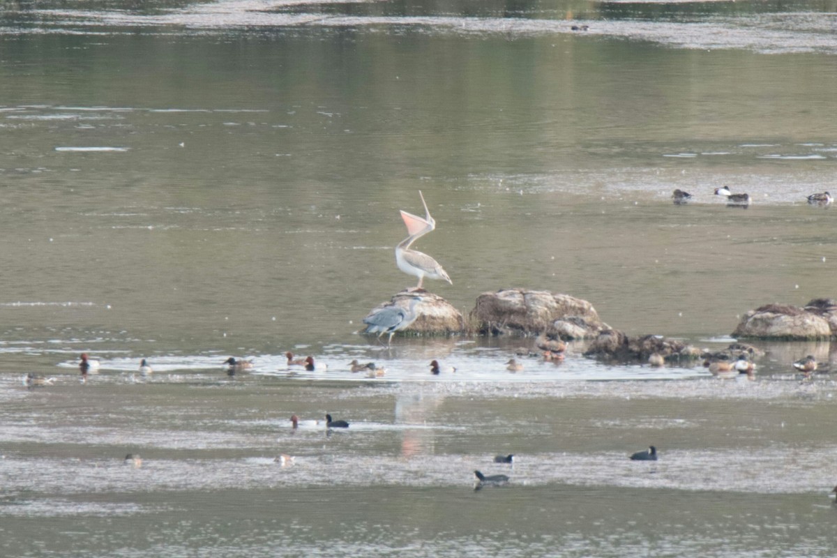 Pink-backed Pelican - ML271718871